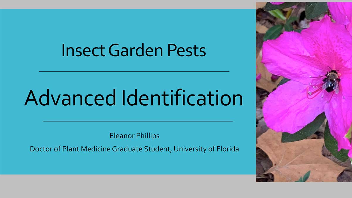 Advanced Insect Identification and Control Recommendations Presentation Cover